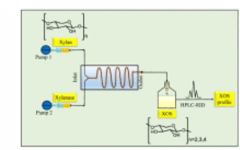 酶促水解连续生产木寡糖