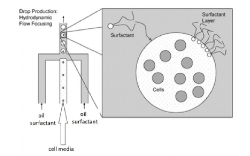 液滴生成油和表面活性剂选择